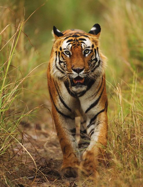 Tour membership limited to 24 Cal alumni and friends Day 9: Ranthambore We take both morning and afternoon game drives today to see not only game (though tiger and leopard sightings are not