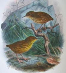 The Stephens Island Wren, victim of feral cat The species famously (but