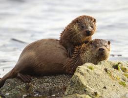 Mull Wildlife Discovery Tour Mull and Iona Tour Otters, Isle of Mull 13 Apr - 29 Sept Wed and Thurs Advance booking is required.