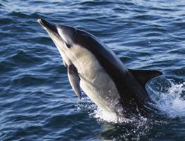 You ll have a chance to encounter minke whale, porpoise, basking shark, common dolphins, Risso s dolphin, orca whales, seals and many species of sea birds including White-tailed and Golden eagles.