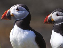 50 Includes approximately one hour on Staffa, two hours and fifteen minutes on Lunga, two hours on Iona.