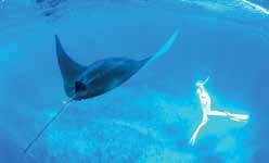 Ningaloo Essentials 4 nights from $760 per person A perfect package for your first visit, quick getaway or stopover.