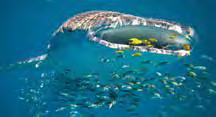 unwind and experience Ningaloo Reef in Coral Bay. Located less than 100 paces from the beach.