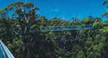 3 Day Margaret River & Tree Top Walk ADAMS Pinnacle Tours Operates: Alternate Tuesdays Duration: 3 days $978 Adult $758 Child Rugged wilderness &