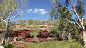 12 nights Pilbara Reef & Ranges Camping and accommodated tour Coates Wildlife Tours Departs: Perth 29 August Returns: Perth 10 September $5,875pp twin share Tour focusing on the spectacular natural
