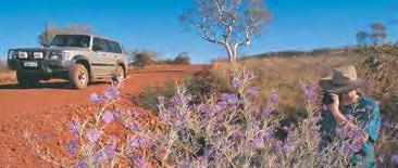 Perhaps take the coastal route joining the Indian Ocean Drive to visit the Pinnacles Desert or venture inland up the Brand Highway offering excellent opportunities for seeing wildflowers in the