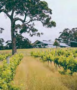 Margaret River is certainly the most famous wine region, but the cool yet sunny climate has ensured that food and wine has become a staple throughout all of the South West.