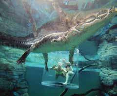 Bringing together some of the largest Saltwater Crocodiles in Australia & boasting the World s largest display of Australian reptiles, Crocosaurus Cove is a must see attraction when visiting Darwin