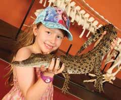 Big Croc Feed VIP Experience Get behind the scenes and participate in feeding one of the world s most deadly predators, the Saltwater crocodile.