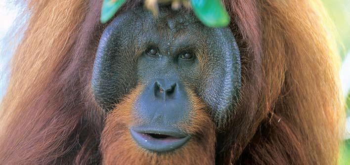 Detailed Itinerary Borneo Into the Heart of the Rainforest Nov 16/17 Orangutan The jungles of Borneo have evolved over 100 million years.