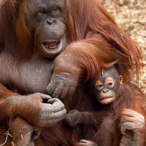 They currently care for over 1,000 endangered mammals, reptiles and birds, most famously the orangutan.