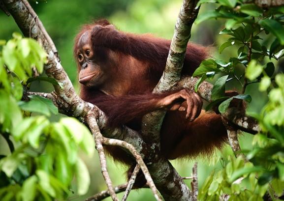 Borneo Monkeying Around the Island 12 s This magical journey will see us travel into