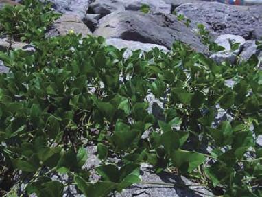 plants (JP242354) growing on stone wall between beach