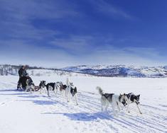 Husky Dog Sledding Wilderness Centre, Tromsø Experience a thrilling sled ride across the snowy wilds of the Arctic plateau, being pulled by a team of dogs.