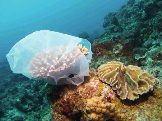 At least 690 different marine species have been impacted by and 200 different species of marine animals have been entangled in marine debris. Plastic can be mistaken for food.