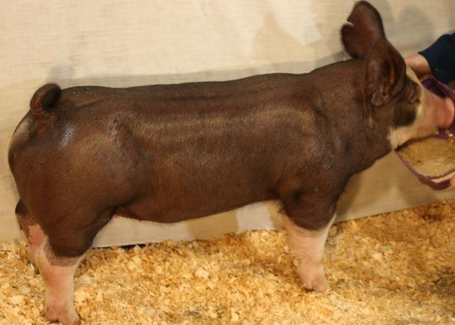 this girl has from the ground up through her blades She can be a star in the ring and in the farrowing crate No doubt!