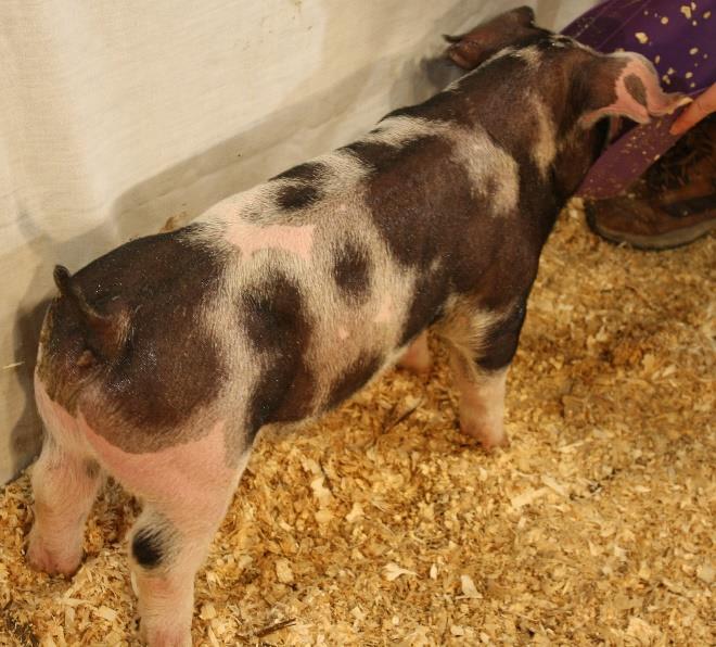 Lot 5 Buy Now: $250 Starting Bid: $150 EN: 3-8 Breed / Sex: Spot Gilt Date Born: 2/1 /18 Description: A great Spot gilt out of a great Spotted sow We paid $5500