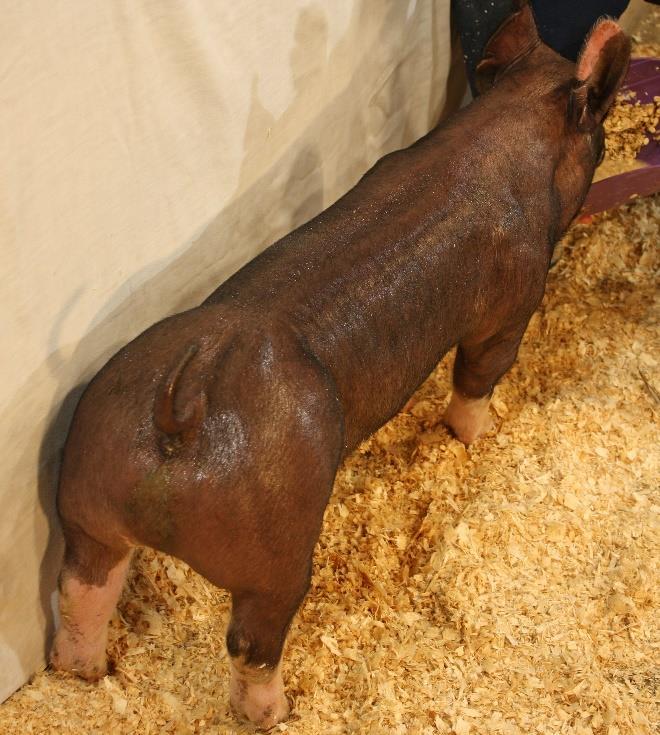 Lot 8 Buy Now: $215 Starting Bid: $150 EN: 2-4 Breed / Sex: Berkshire Barrow Date Born: 1/26/18 Radical Did IT Description: Some pigs are built for the showring, and