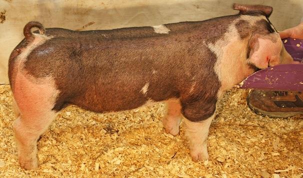 paid $5500 for Derek Moore s best generating sow in his dispersal sale with hope she would make her mark on our herd Boy has she ever This great young gilt is out of the
