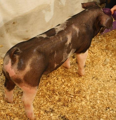 Sex: Spot Barrow Date Born: 2/1/18 Description: A fancy Spot barrow to end the sale He is so cool in his look Tall at the point of shoulders, correct in his hip design, ideal in