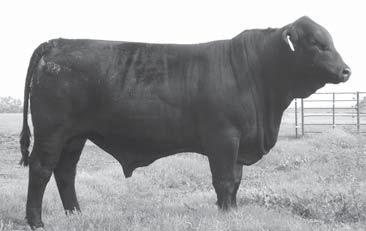 He was also named the 11-12 Show Bull of the Year.