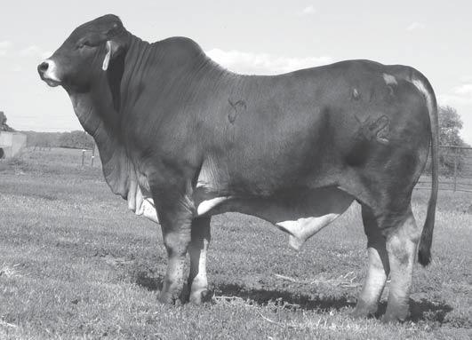 7 32 33 2-0.04 0.002 HERD SIRE PROSPECT Second generation son of our Big Cat bull. Dam is Cadence 89J our of the old 915 donor cow. If you need milk in your herd than look at this bull.