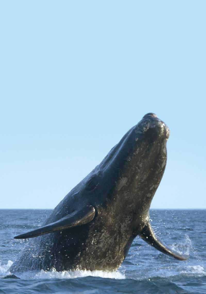 baja s whale bounty Exploring the Sea of Cortez
