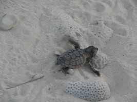 Figure 15. Sea turtle hatchling making its way across the beach to the ocean on Little Cayman. Figure courtesy of CCMI. PROJECT IMPACTS 1. Increasing Scientific Knowledge a.