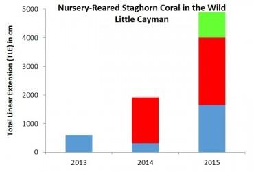 Total Linear Extension (TLE) of nursery-reared staghorn corals returned to the wild around Little Cayman.