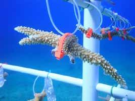 The fishing line is used to secure coral fragments to the nursery trees (Fig. 10).