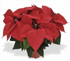 Poinsettia A18 RED BRIGHT RED