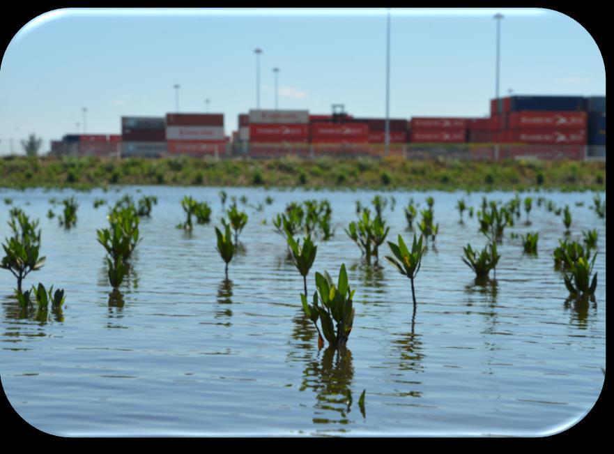 Mangrove Enhancement Trending Towards Success Critical