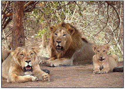 Quick Facts about Gir National Park Area: 1,412 km 2