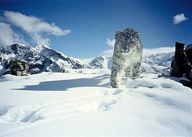 Snow leopards is
