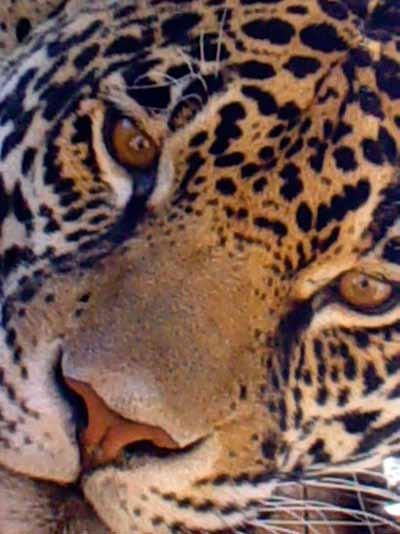 JAGUAR CONSERVATION AND MANAGEMENT IN MEXICO CASE STUDIES AND PERSPECTIVES GERARDO