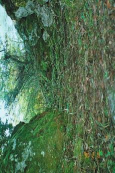 Hrvatski arheološki godišnjak 3/2006 Ostaci kanala u zaseoku Pod Dvor u Pridvorju (foto: Lj. Kovačić) samo 0,30 m. Uza sjeverni zid je kutno ojačanje trokutastog presjeka, visoko 16 cm.