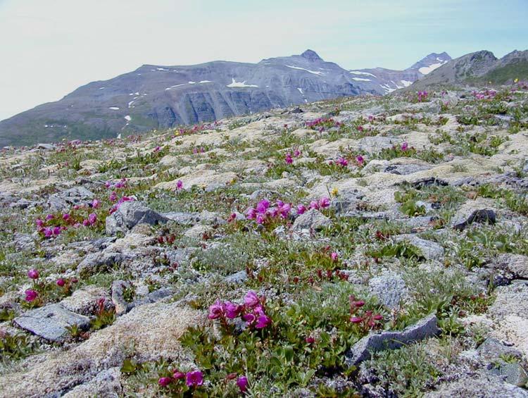 ALAGNAK WILD RIVER & KATMAI NATIONAL PARK VASCULAR PLANT INVENTORY ANNUAL TECHNICAL REPORT 25 Herbaceous - Dwarf Shrub Tundra - At higher elevations (360-900 m) the community transitioned to tundra