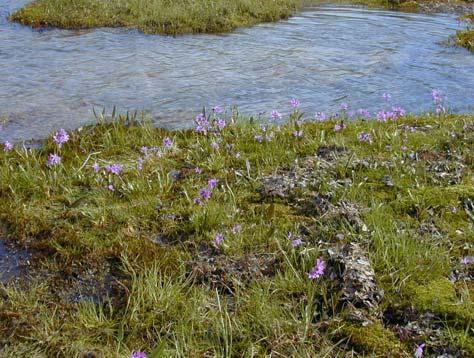 ALAGNAK WILD RIVER & KATMAI NATIONAL PARK VASCULAR PLANT INVENTORY ANNUAL TECHNICAL REPORT 27 The topography of this region included lakeshores, and ponds, steep-eroded stream banks, rolling low