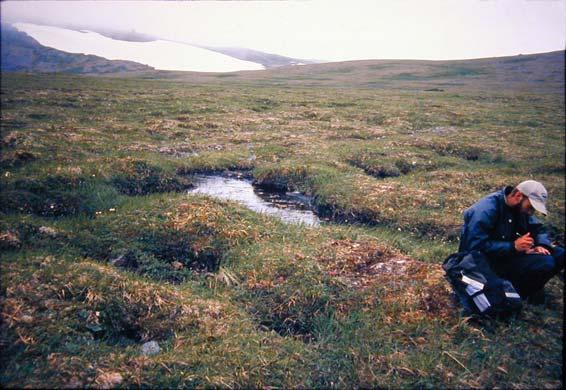 ALAGNAK WILD RIVER & KATMAI NATIONAL PARK VASCULAR PLANT INVENTORY ANNUAL TECHNICAL REPORT 28 Wet-Sedge Tundra - Poorly drained, wet-sedge tundra were encountered west of Mirror Lake and sporadically