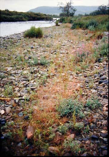 The community types included: aquatic/semi-aquatic, associated with lake margins, shallow ponds, and streams; wetsedge tundra; low shrub-herbaceous tundra; alder/willow thicket; and alpine fellfields.