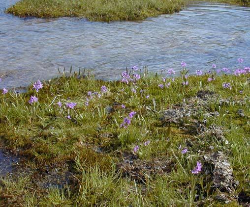 ALAGNAK WILD RIVER & KATMAI NATIONAL PARK VASCULAR PLANT INVENTORY ANNUAL TECHNICAL REPORT 43 Herbaceous - Dwarf Shrub Tundra - Few previous collections were from this habitat-type.