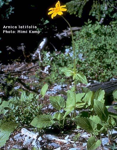 ALAGNAK WILD RIVER & KATMAI NATIONAL PARK VASCULAR PLANT INVENTORY ANNUAL TECHNICAL REPORT 45 Lagotis glauca, Ranunculus nivalis, Rumex arcticus, Salix fuscescens, and Saxifraga hirculus.
