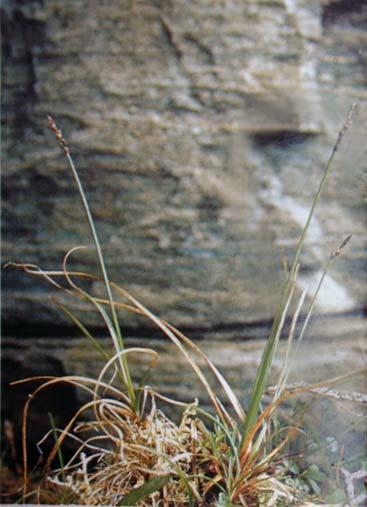 ALAGNAK WILD RIVER & KATMAI NATIONAL PARK VASCULAR PLANT INVENTORY ANNUAL TECHNICAL REPORT 55 Figure 46. Carex nardina. Photo is from Nilsson 1995. Figure 47. Carex rupestris.