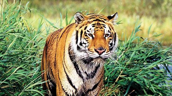 Bandhavgarh Tiger Reserve, MP