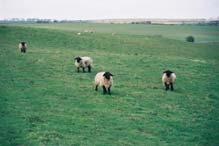 Kmetijstvo in narava sta v bistvu eno, se mi zdi. In ker se ovce prosto pasejo in nimajo tolk omejitve. To me spominja na neko pristno naravo. SLIKA 9.