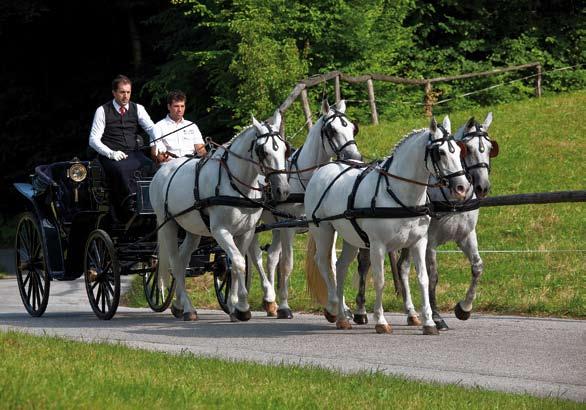 Prefer a coachman to lead the horse? Then quickly climb into the carriage! BARBANA LIPIZZANER STUD FARM, RADOVLJICA WHAT? Visit to the stud farm, horse-drawn carriage ride WHERE?