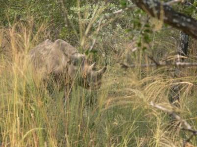 Rhino monitoring in the Manketti Game Reserve Participation for four people for four nights As part of the ongoing environmental management on the Manketti Game Reserve, the population of white and