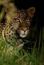 This is a private guided safari led by Steve Carey or another highly experienced guide.