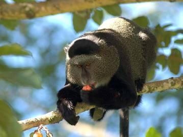 350 species of forest tree, 300 species of birds, many of which are unique to this eco-system. Flying squirrels, forest duikers, potto and many types of monkey are all found in Kakamega.