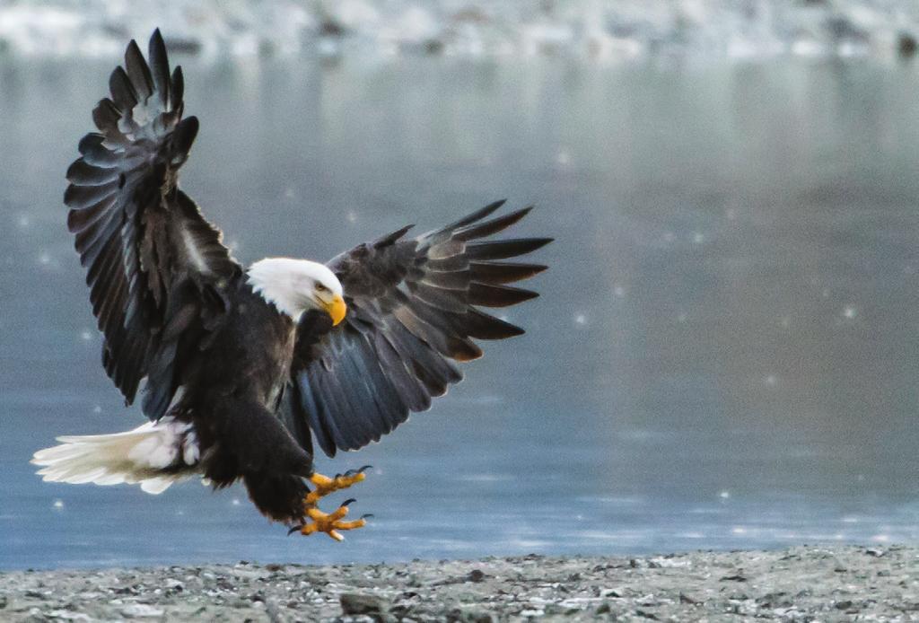 Guided daily trips into the bald eagle preserve 11/9-11/13. Private viewing at Kroschel Wildlife Preserve. Guiding, photography instruction, accomodations in Haines, park fees, lodging, and taxes.